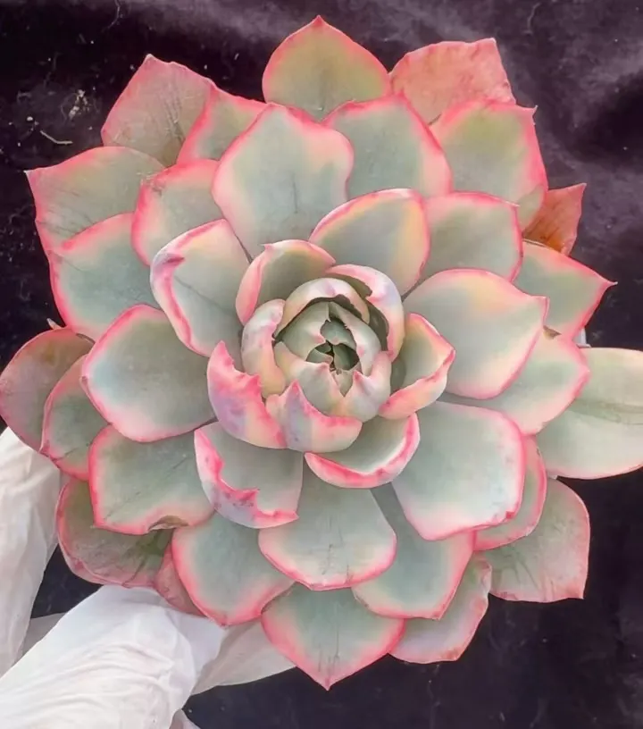 plant Aeonium Echeveria Haworthia  Caudex  Lithops Cactus  Agave 
