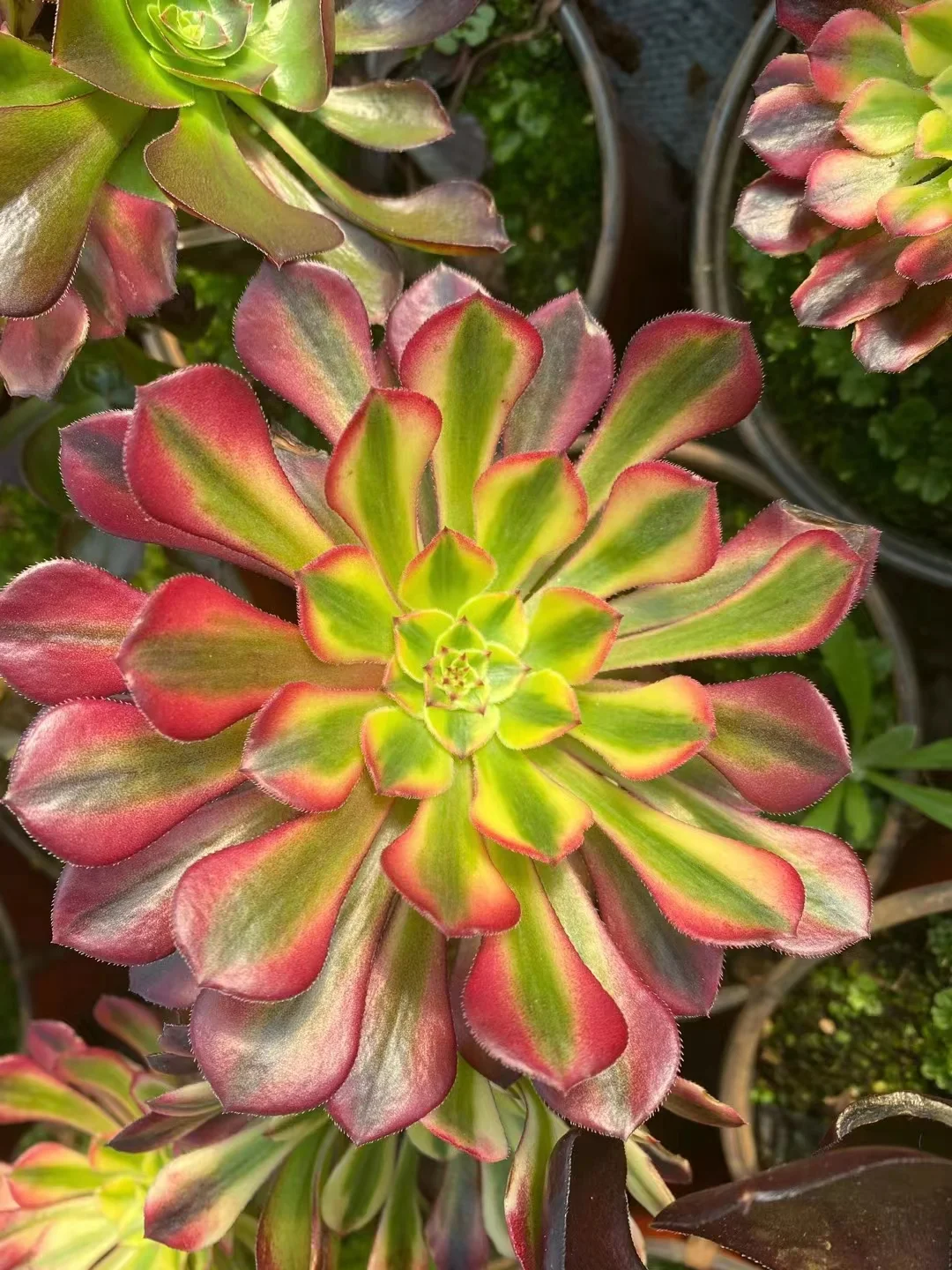 plant Aeonium Echeveria Haworthia  Caudex  Lithops Cactus  Agave 