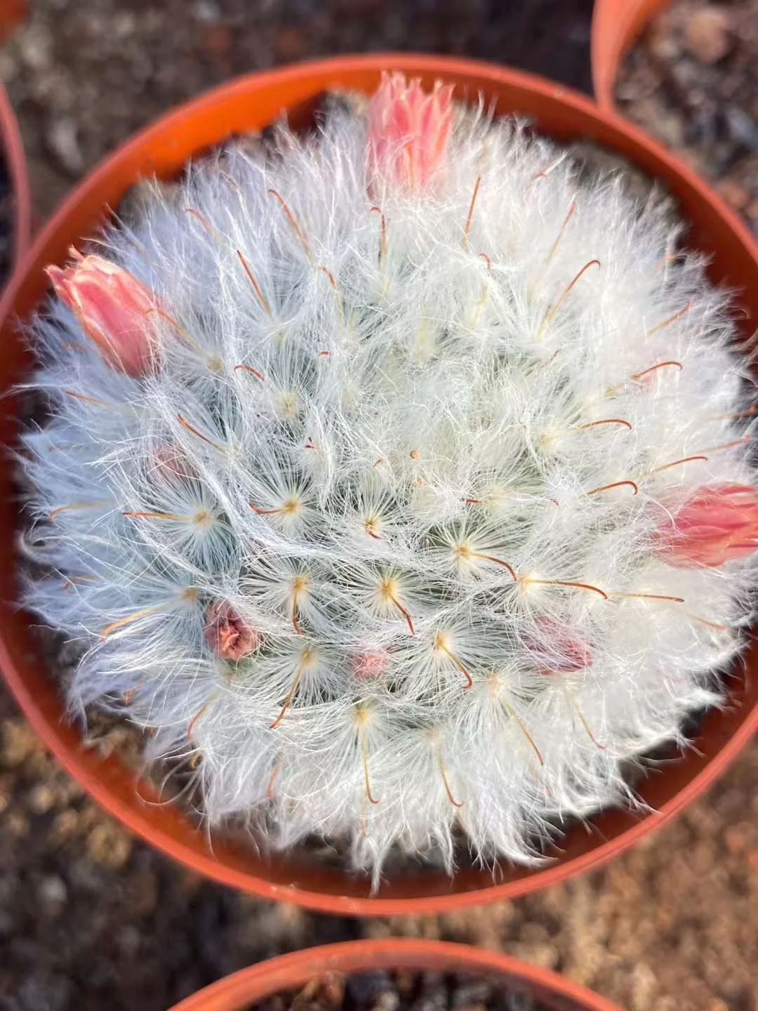 684.   Mammillaria bocasana multilanata  single head  has roots  4-6 cm  / Cactus plants  / Succulent plants / Garden landscape / Carefully select healthy plants