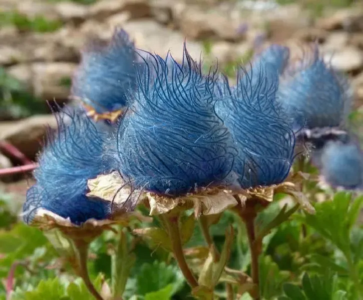 Blue Prairie Smoke Flower