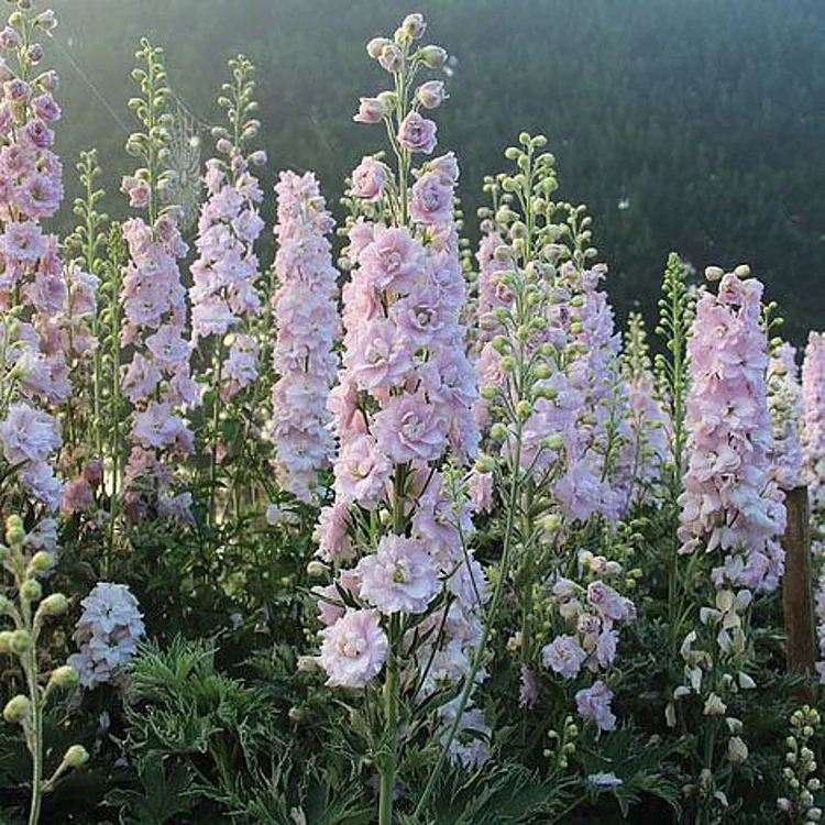 50+ seed Unique, Baby pink blooms Larkspur Seed