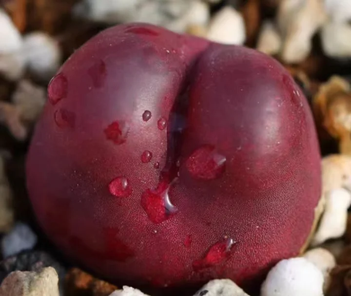 841.   Lv's red mao hani  single head 1-1.3cm  / Lithops and Conophytum  /  Succulent plants / Garden landscape / Carefully select healthy plants
