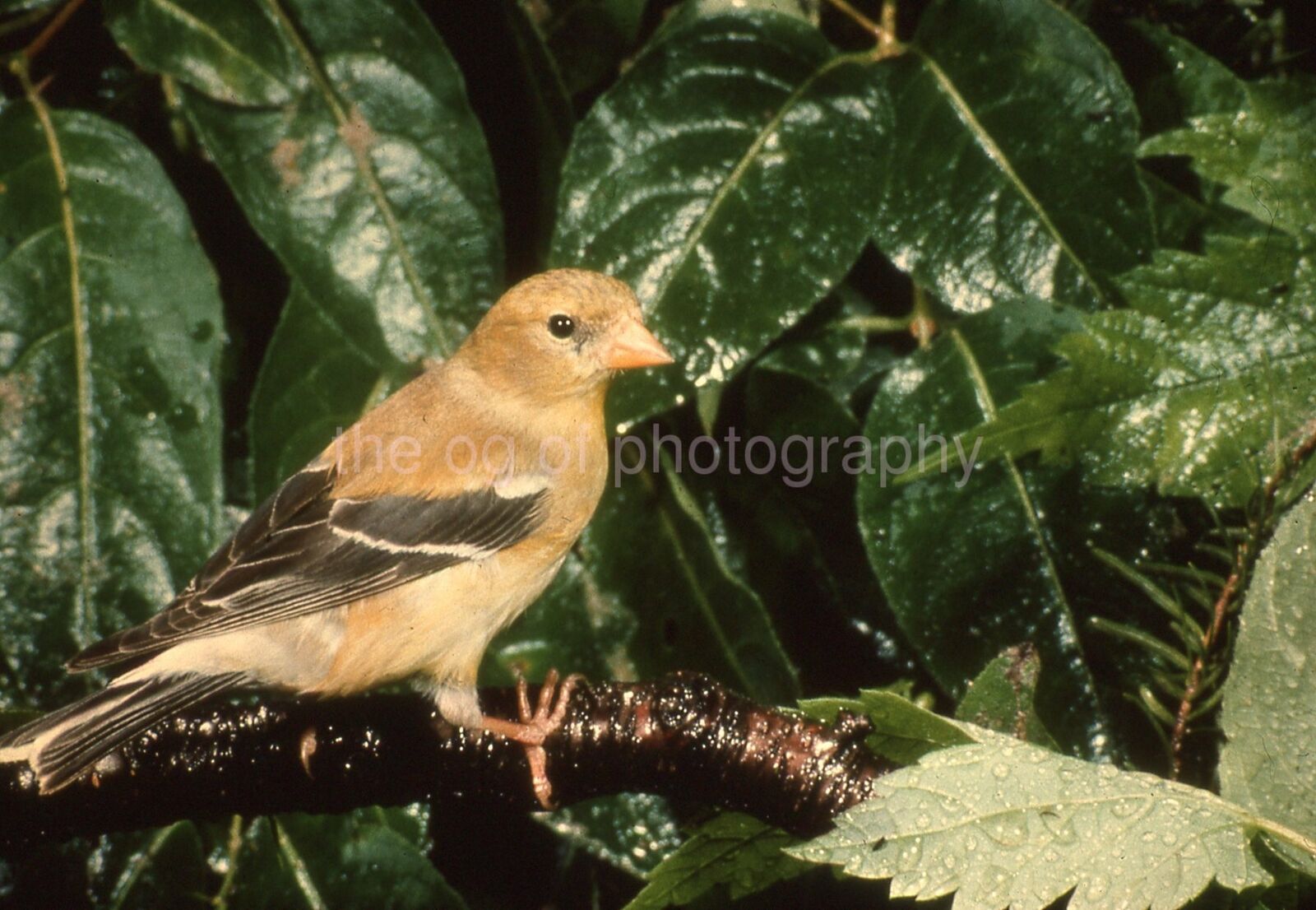 GOLDFINCH 35mm FOUND BIRD SLIDE Vintage COLOR Photo Poster painting 15 T 14 T