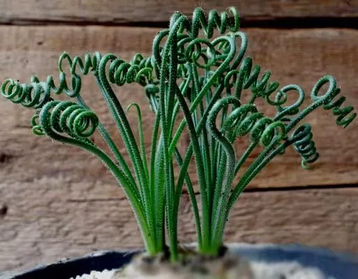 plant Aeonium Echeveria Haworthia  Caudex  Lithops Cactus  Agave 
