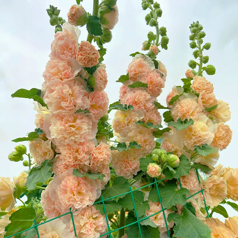 💐Double-flowered Hollyhock Seeds