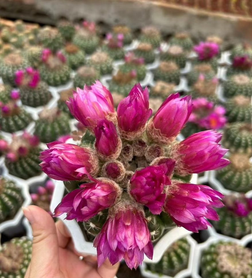 675.  Parodia werneri   /Cactus plants  / Succulent plants/Garden landscape / Carefully select healthy plants