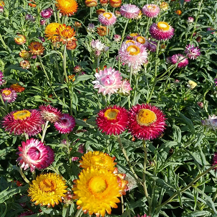 Swiss Giants Blend Strawflower Seeds