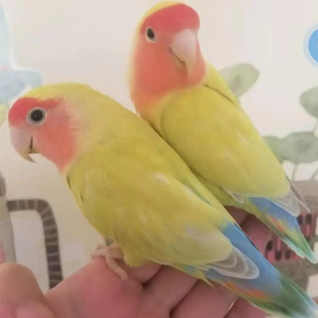 Lovebirds / Agapornis Birdcagelab