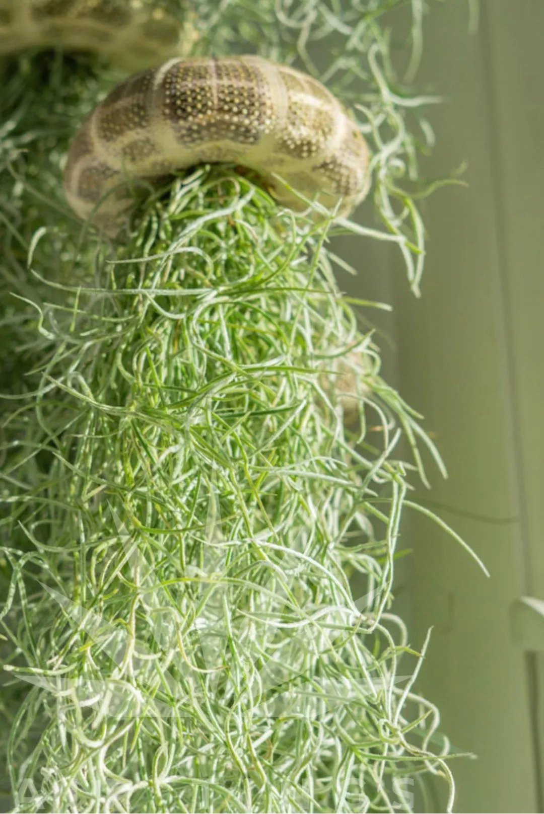 🔥Flash Sale 55% off ✨- HANGING AIR PLANT JELLYFISH🌱