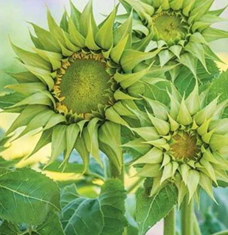 Green sunflowers, sunflower seeds,