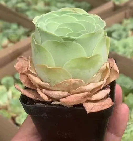 plant Aeonium Echeveria Haworthia  Caudex  Lithops Cactus  Agave 