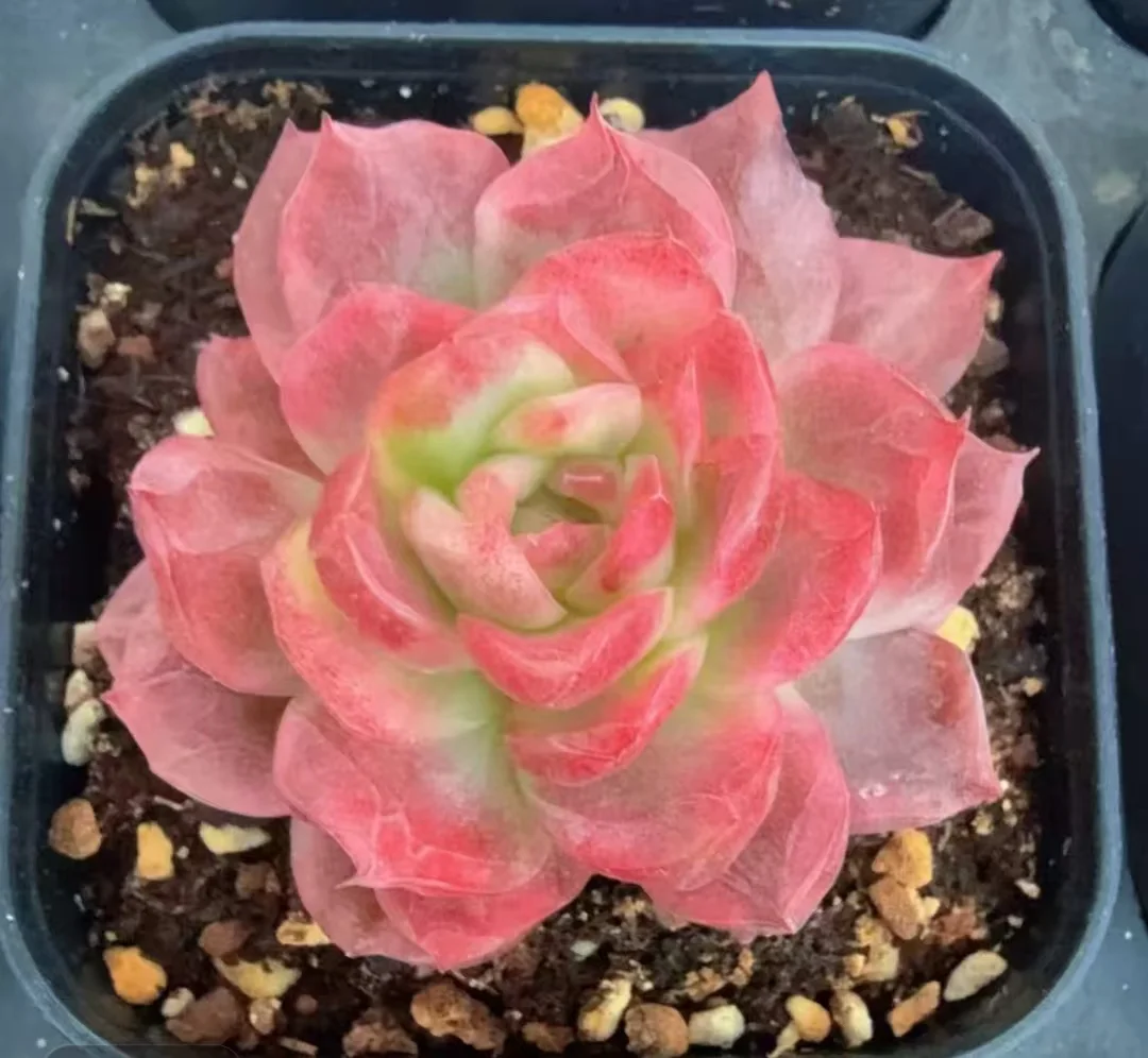 plant Aeonium Echeveria Haworthia  Caudex  Lithops Cactus  Agave 