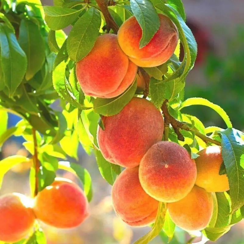 🔥 85K+ SOLD! 🍑 Heirloom "Honey Red" Dwarf Peach Tree Live Seeds