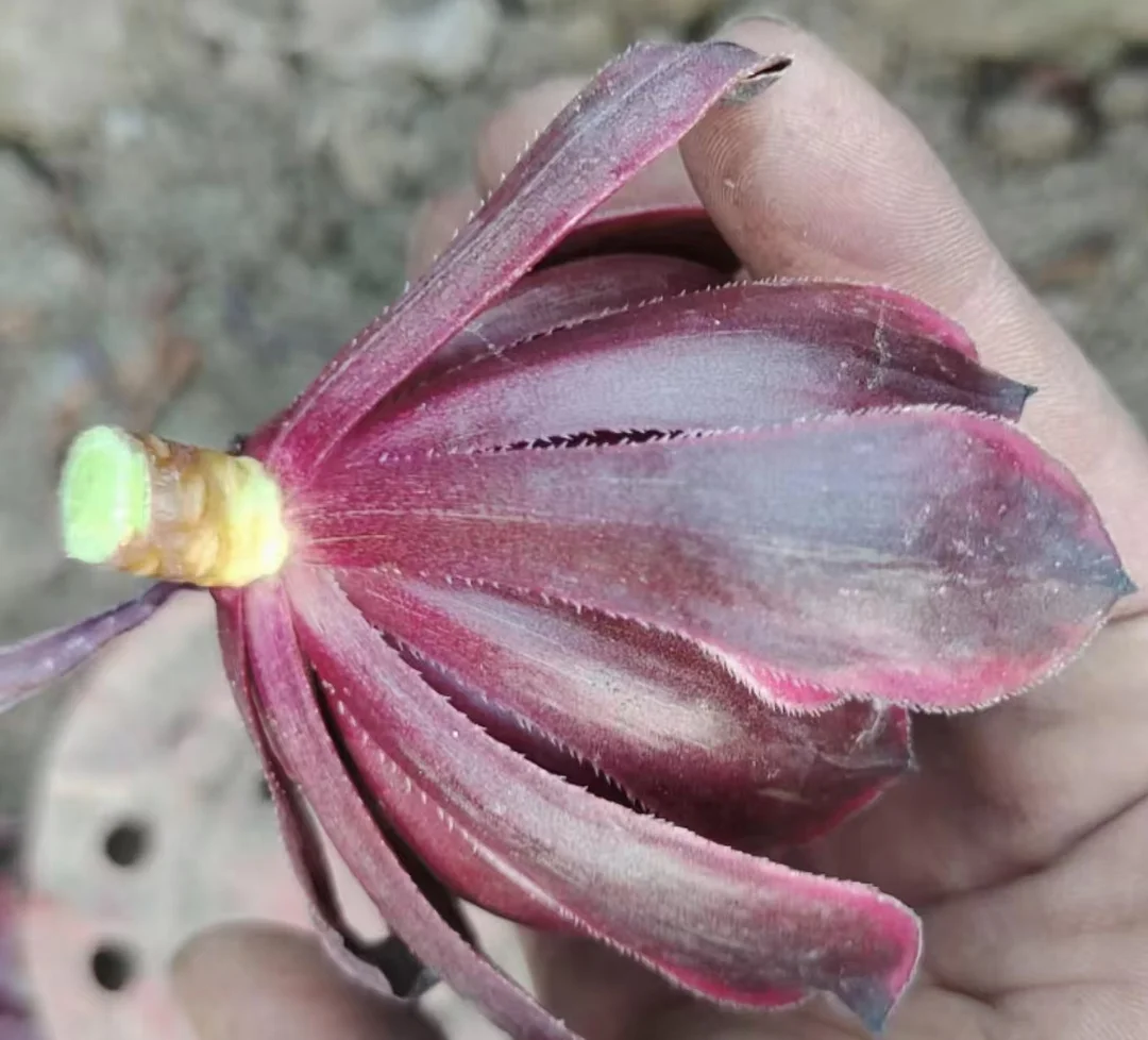 plant Aeonium Echeveria Haworthia  Caudex  Lithops Cactus  Agave 