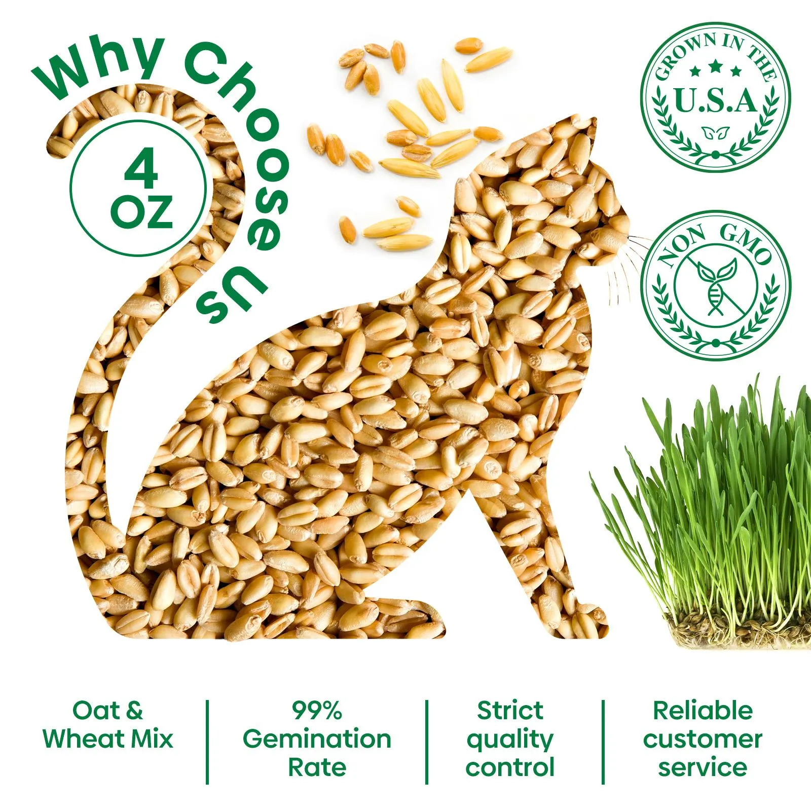 Grow Fresh Cat Grass Seeds at Home