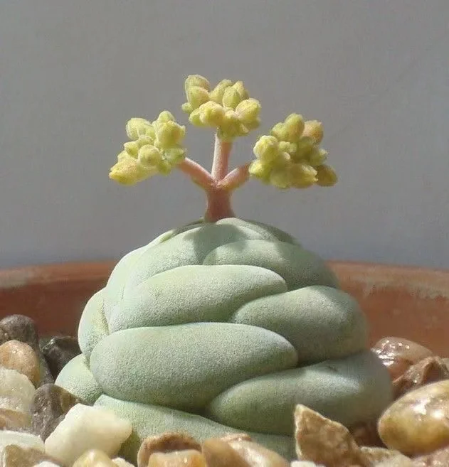 559. Echeveria  Crassula alstonii . single head  2-3cm/Echeveria / Succulent plants / Garden landscape / Carefully select healthy plants