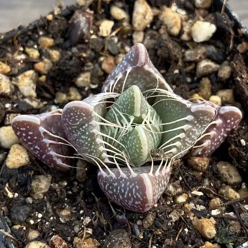 plant Aeonium Echeveria Haworthia  Caudex  Lithops Cactus  Agave 