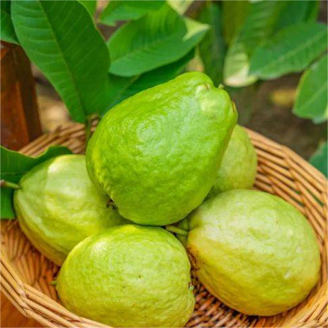 Pink Guava Seeds for Planting- Suitable for Pots,Greenhouses, and Outdoor Gardens