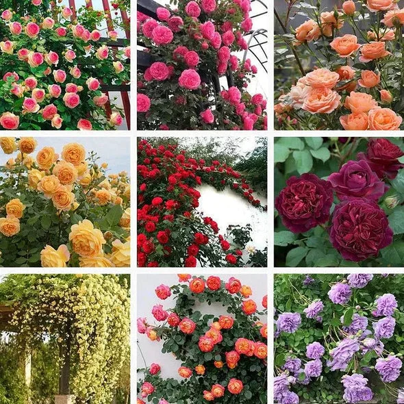 Last Day Sale - 60% OFF🌺 Climbing Rose Seeds - 98% Germination (98% Germination)⚡Buy 2 Get Free Shipping