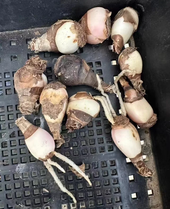 plant Aeonium Echeveria Haworthia  Caudex  Lithops Cactus  Agave 