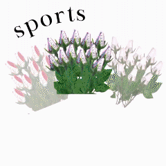 Softball roses, basketball, baseball, football, volleyball, sports rose bouquets.
