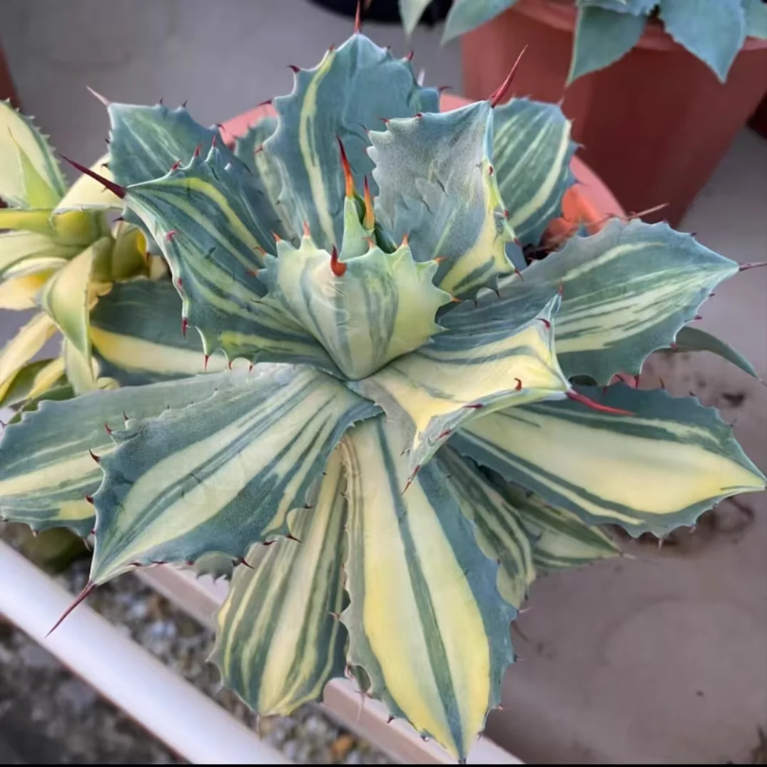 plant Aeonium Echeveria Haworthia  Caudex  Lithops Cactus  Agave 