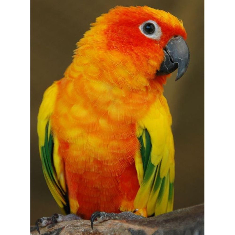 

30*40CM - Round Drill Diamond Painting - Parrot, 501 Original