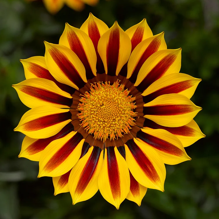 Medal Chrysanthemum Seeds