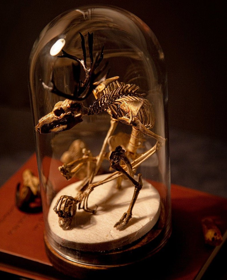 Wendigo skeleton, curiosity cabinet