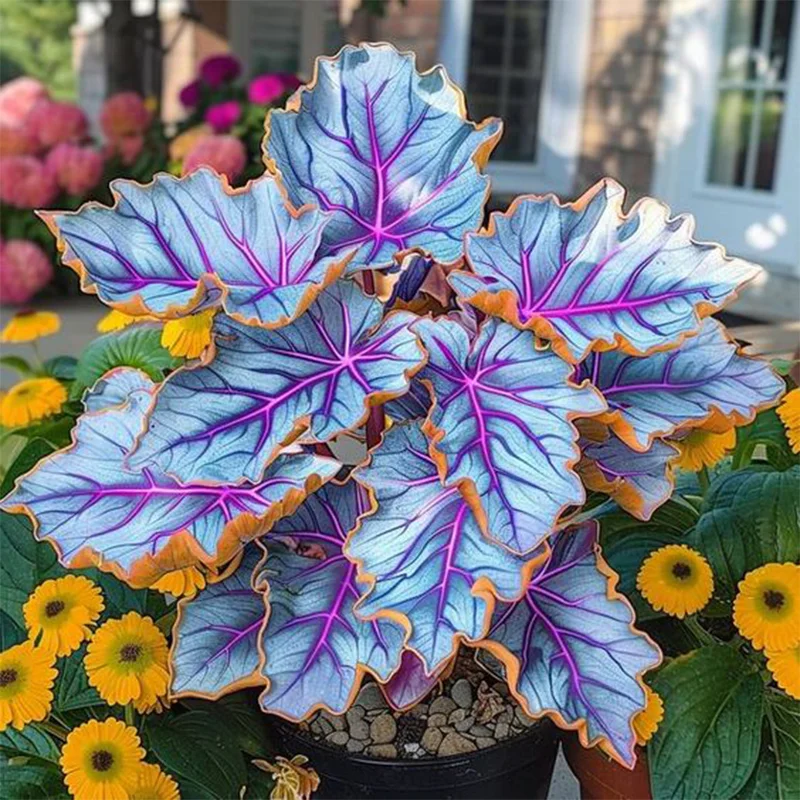 Calathea Plant In Garden