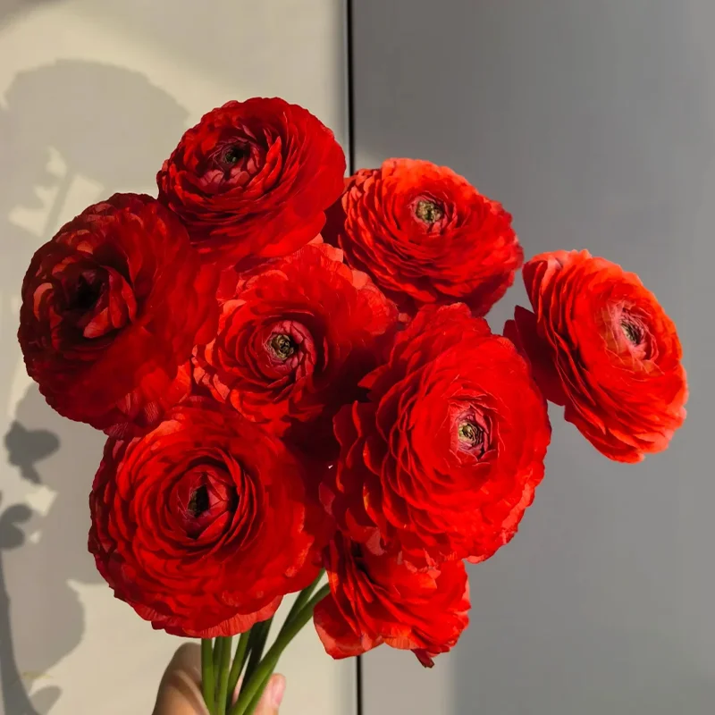 🌺 Ranunculus - Sacred Love