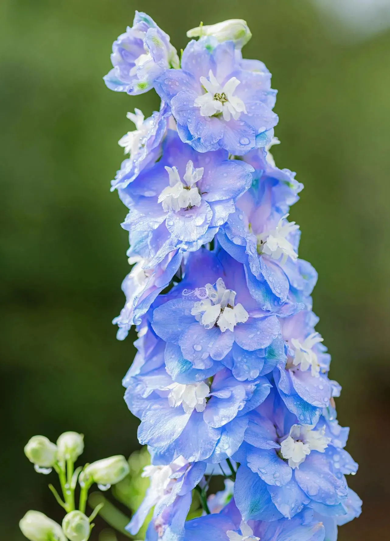 Delphinium Seeds-Mixed 7 Colors