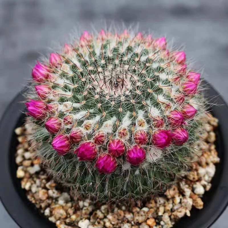 plant Aeonium Echeveria Haworthia  Caudex  Lithops Cactus  Agave 