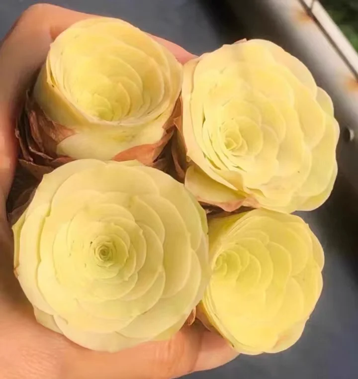 plant Aeonium Echeveria Haworthia  Caudex  Lithops Cactus  Agave 