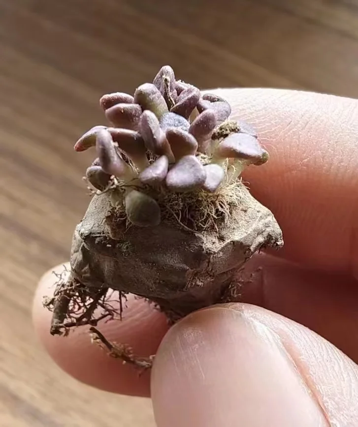 plant Aeonium Echeveria Haworthia  Caudex  Lithops Cactus  Agave 