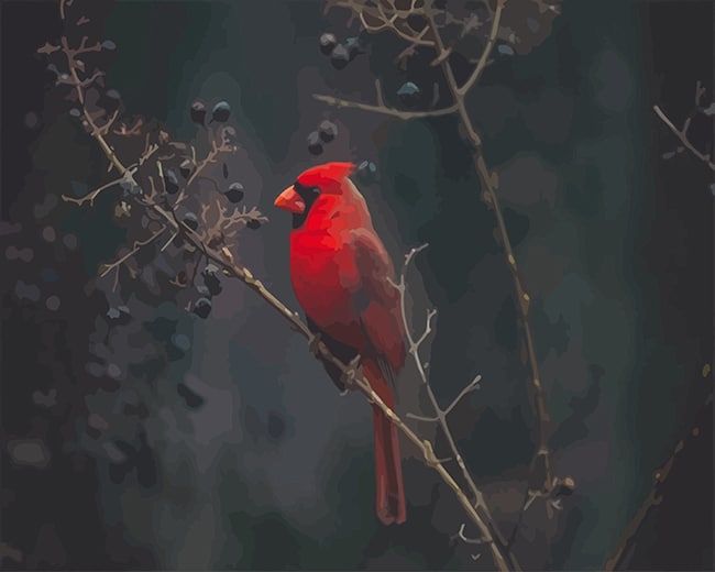 

Red Cardina Bird – Paint By Numbers - 40*50CM, 501 Original