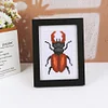 8pcs Insect DIY Mini Round Diamond Painting Set 12x17cm