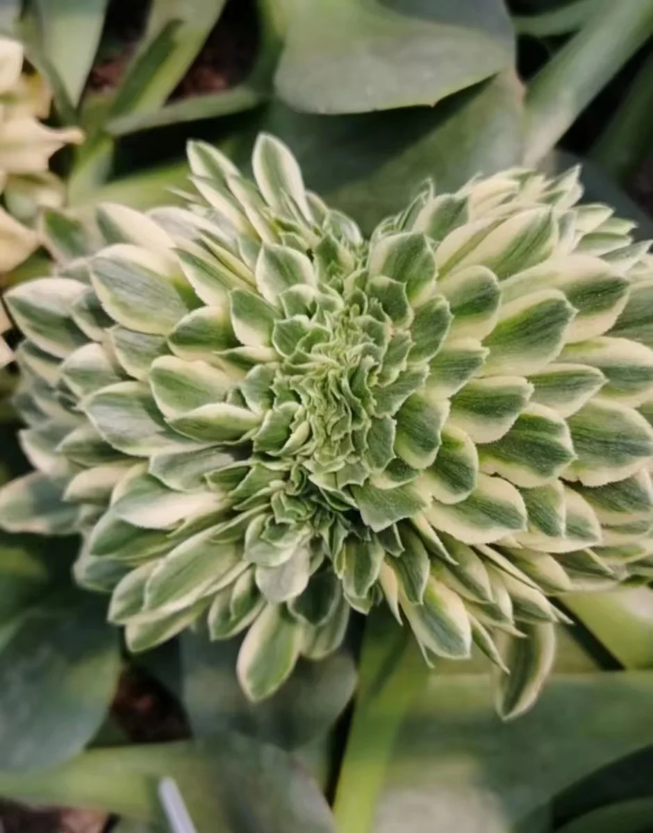 259. Gold silk jade crested cutting 6cm  / Aeonium crested/ Succulent plants / Garden landscape / Carefully select healthy plants