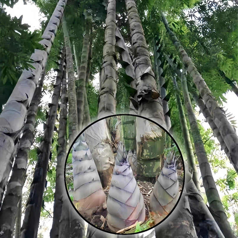 🌿Rare Giant Dragon Bamboo Seeds