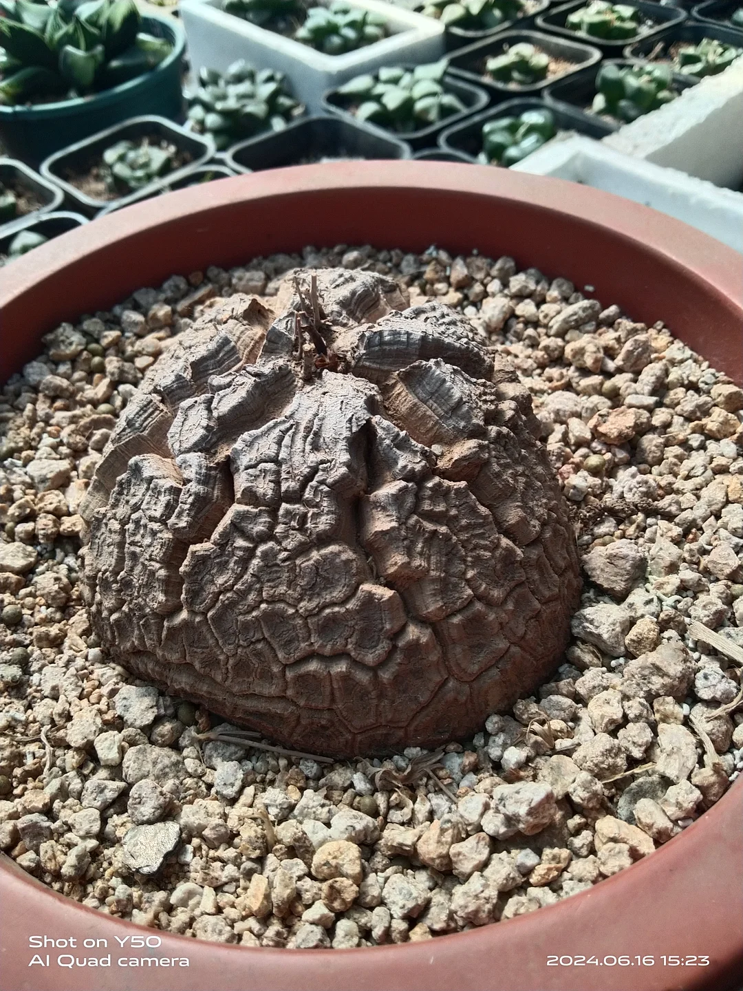 plant Aeonium Echeveria Haworthia  Caudex  Lithops Cactus  Agave 