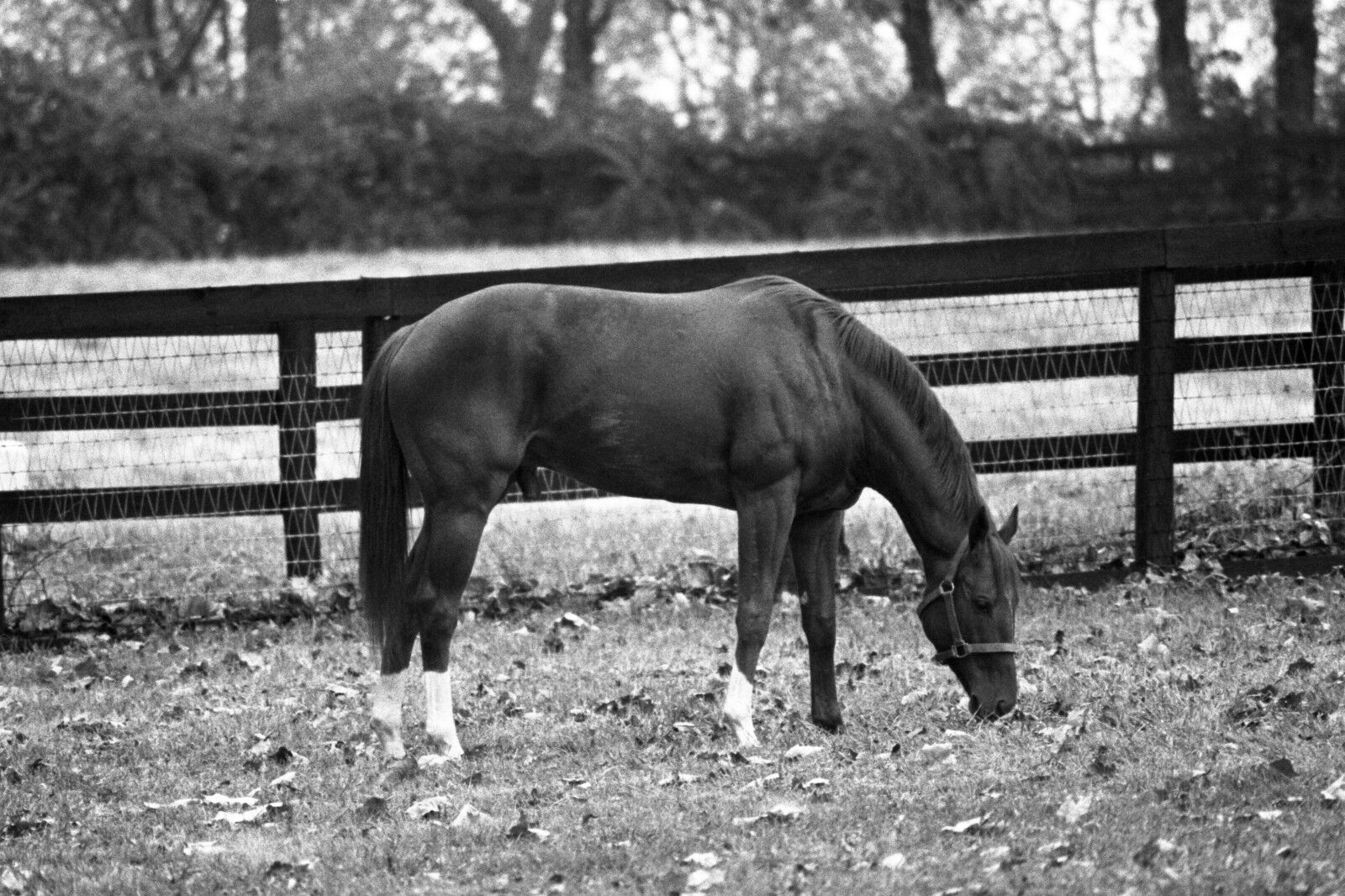 1973 Ron Turcotte SECRETARIAT Claiborne Farm Horse Racing 8x10 Photo Poster painting TripleCrown