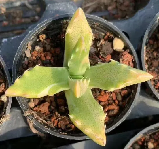 plant Aeonium Echeveria Haworthia  Caudex  Lithops Cactus  Agave 