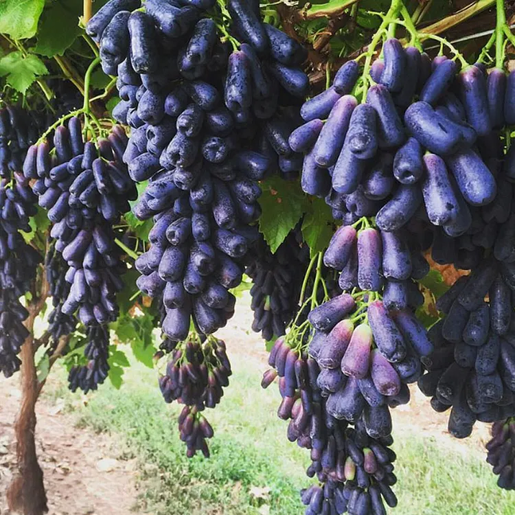 🍇Sapphire Grapes Seeds