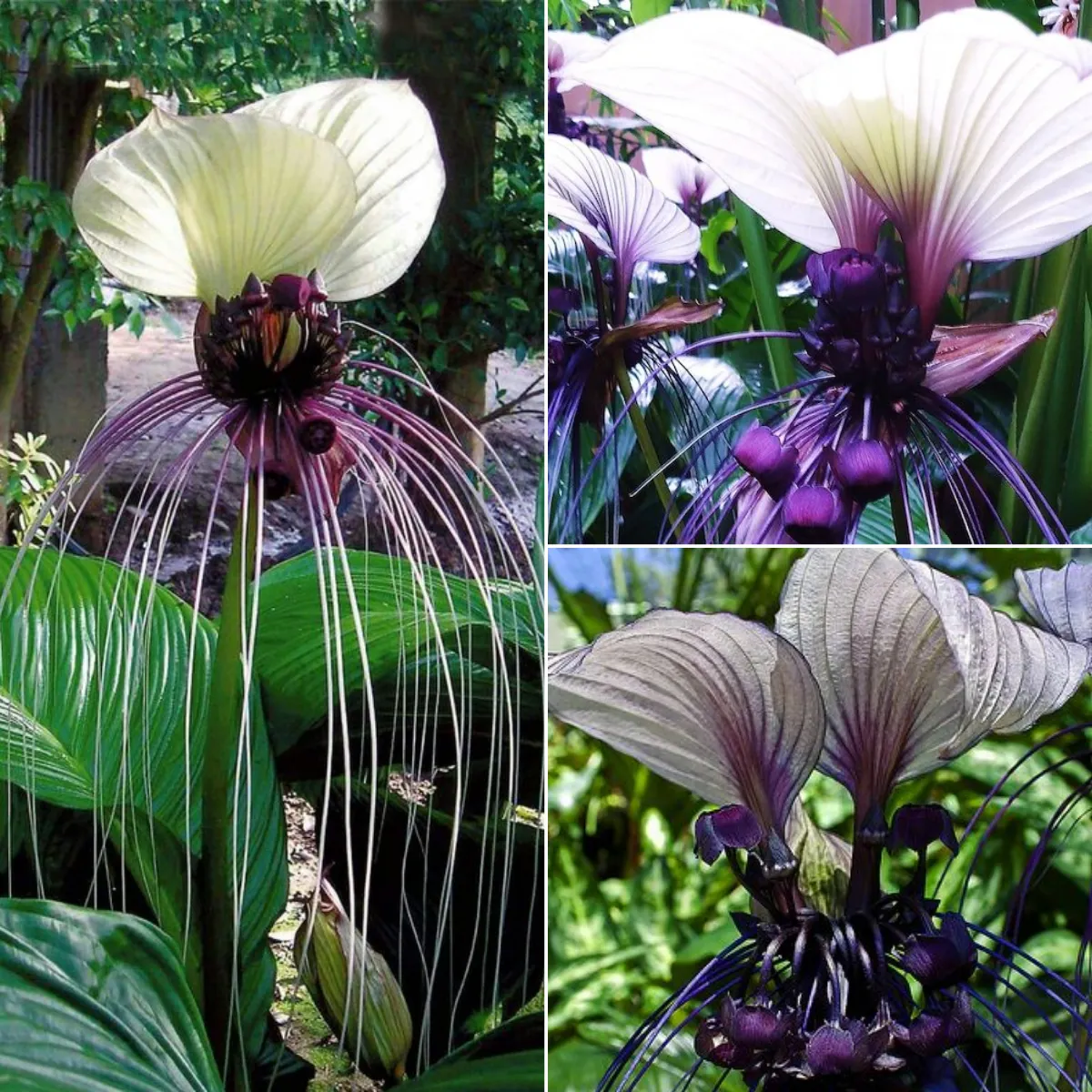 Angel Trumpet Double Purple Flower Seeds Brugmansia Datura