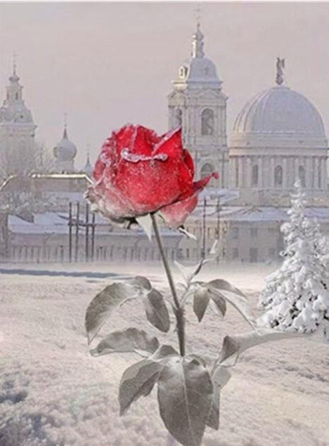 

Red Rose in Winter – Paint By Numbers - 40*50CM, 501 Original
