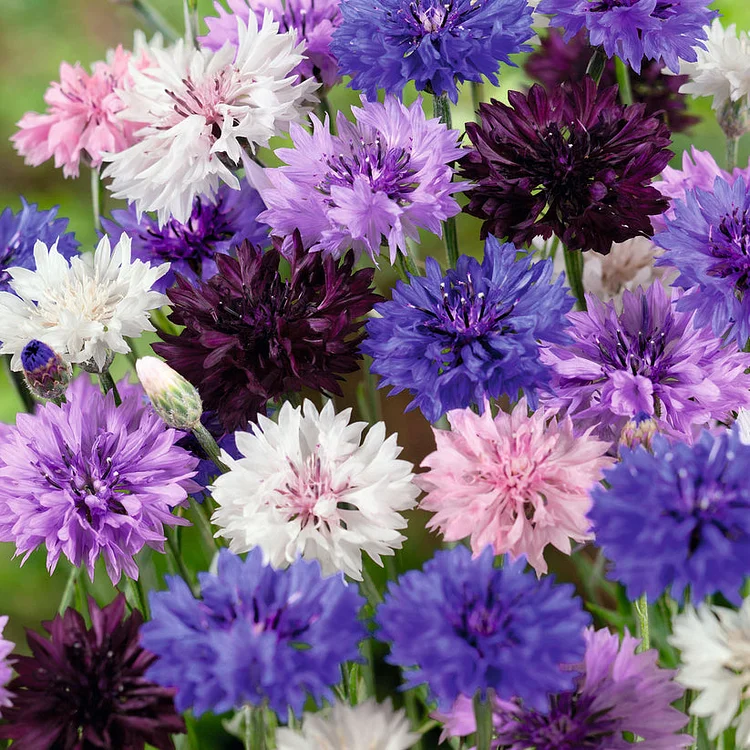 1000 Pcs Tall Double  Mixed Colors Cornflower Flower Seeds