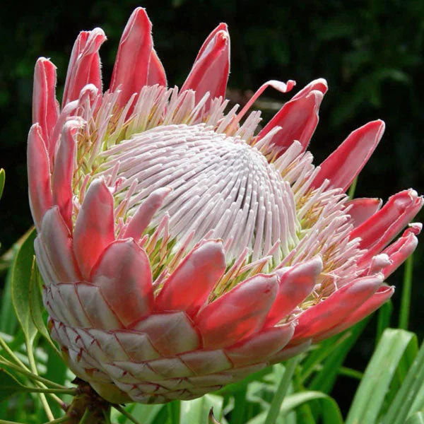 King Protea Seeds (Protea cynaroides)