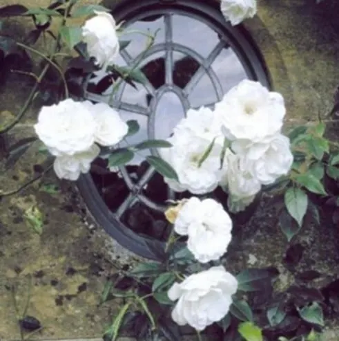🌹Climbing Vine Rose Flower Seeds🌹