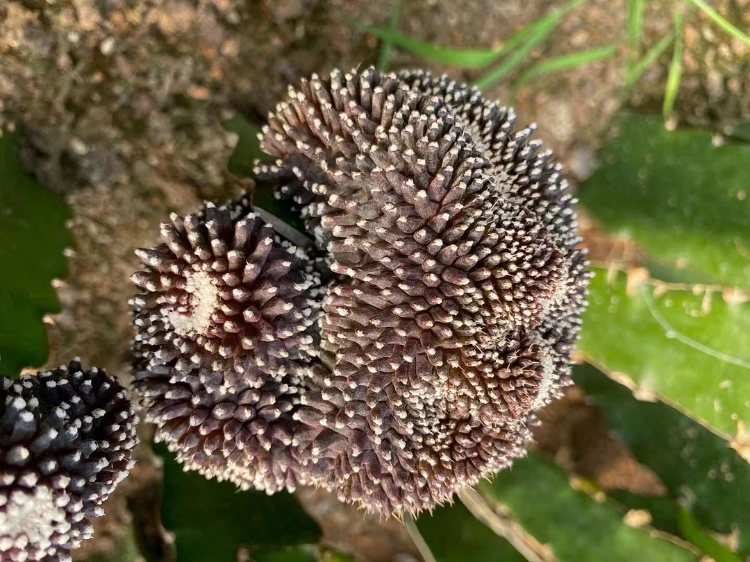 673.  Ink disc crested  cutting  3-4cm /Cactus plants  /Succulent plants/ Garden landscape / Carefully select healthy plants