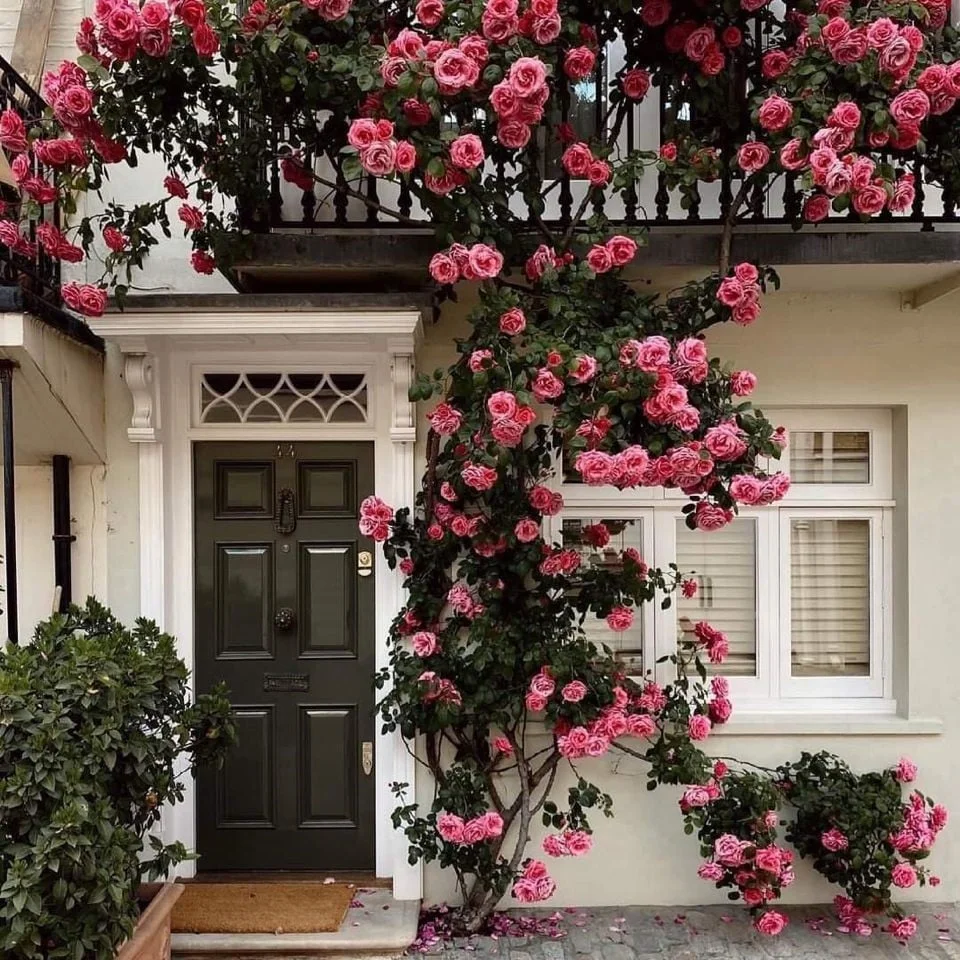 🔥49% OFF 🔥🌱Climbing Rose Seeds